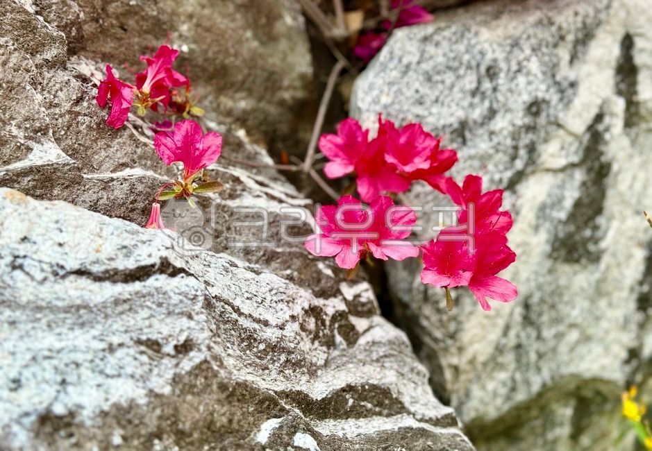 flower,꽃,영산홍,petal,꽃잎,봄,spring,바위,식물,plant,자연,nature