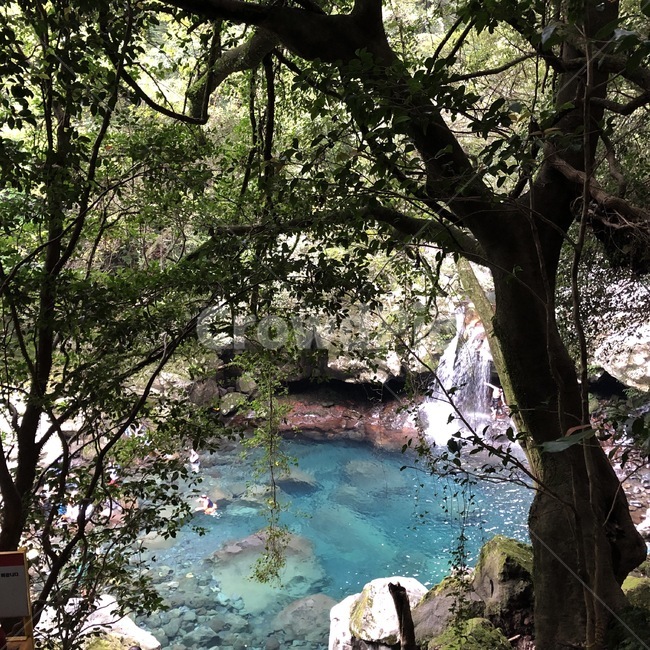 물,자연,나무,제주도,폭포,자연,풍경,nature,landscape,water,outdoors,옥외,tree,plant,식물,land,땅