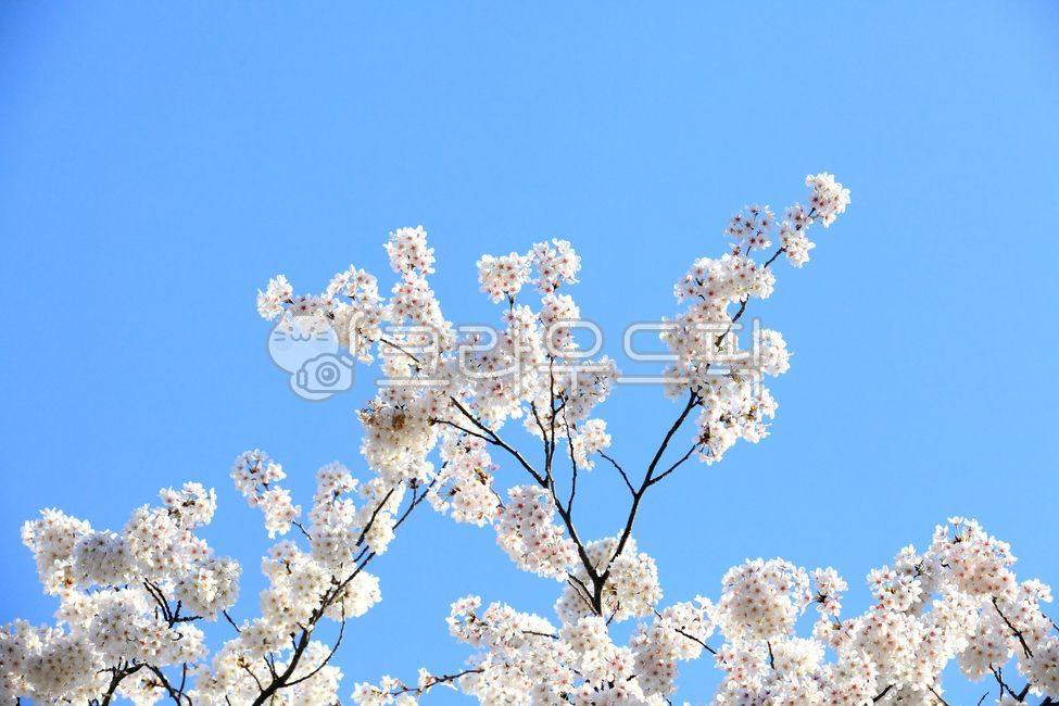 blue sky,cherry tree,white flower,Cherry Blossom,tree branch,cherryblossom,in full bloom,bluesky,flowering,scenery,spring flowers,spring,petal,white,sight,season,cherry blossom background,Emotion,sky,blossom,nature,tree,full bloom,flower,cherry blossom tr
