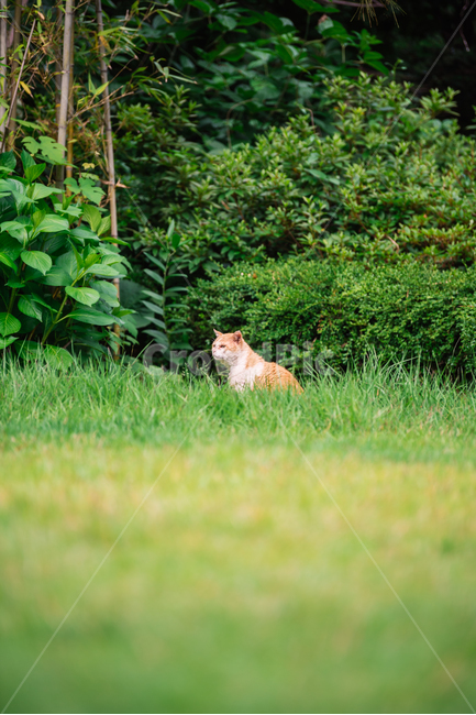 고양이,캣,냥냥이,길고양이,삼색이,치즈냥,냥,cat,동물,동물,animal,포유류,mammal,고양이,cat,kitten,kitty