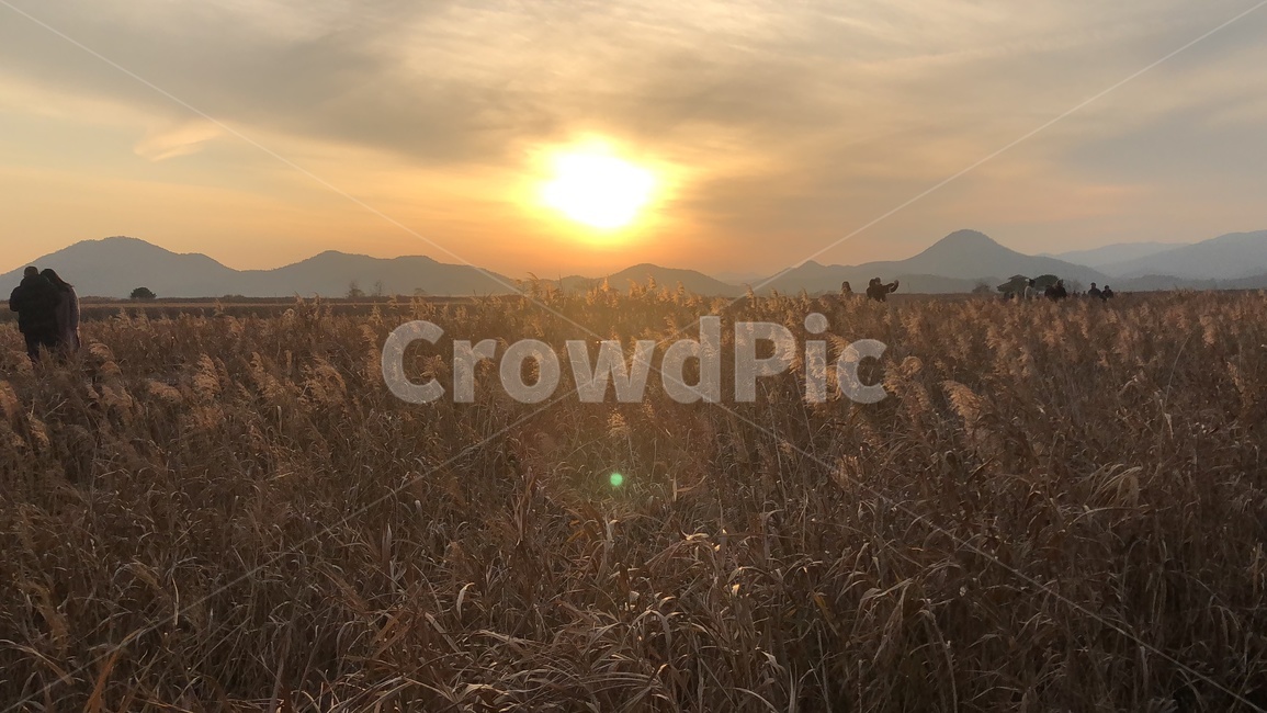 노을,갈대,억새,하늘,풍경,분위기,감성,가을,계절,fall,autumn,season,자연,풍경,nature,landscape,light,빛,flare,플레어