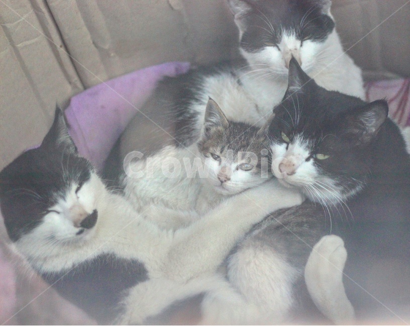 고양이식구,고양이,야옹이,동물,가족,동물,animal,포유류,mammal,고양이,cat,kitten,kitty