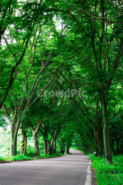 자연,영광,나무,길,도로,조화,자연,풍경,nature,landscape,garden,정원,outdoors,옥외,arbour,정자