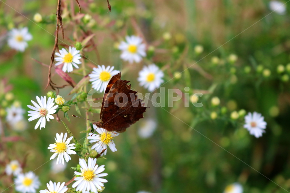 leopard butterfly,white flower,nature,hairless,mugwort,small flower,flower,wildflowers,Chrysanthemum,butterfly,American mugwort,plant,Asteraceae,insect,animal,wild flowers