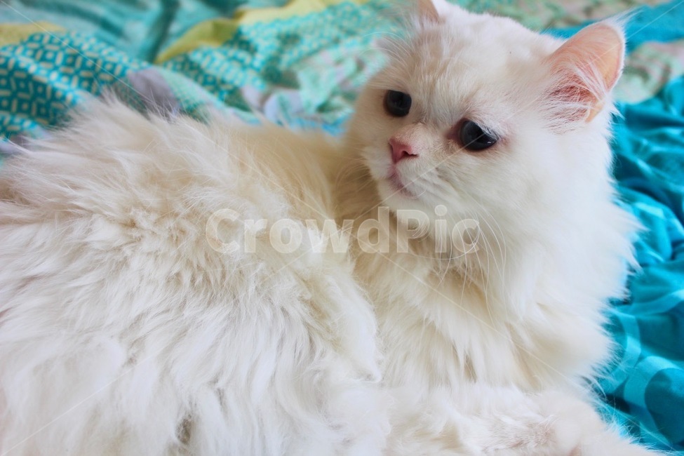 고양이,냐옹이,냐옹,터키쉬앙고라,러시안블루,cat,turkishangora,russianblue,동물,애완동물,반려동물,집사