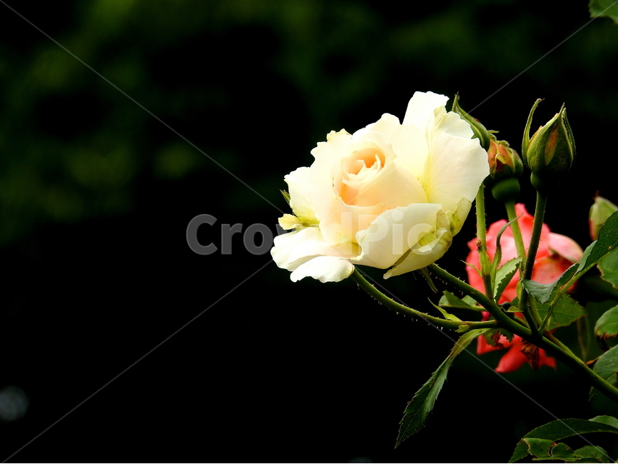 봄,장미,꽃,식물,자연,식물,자연,plants,nature,꽃,flower
