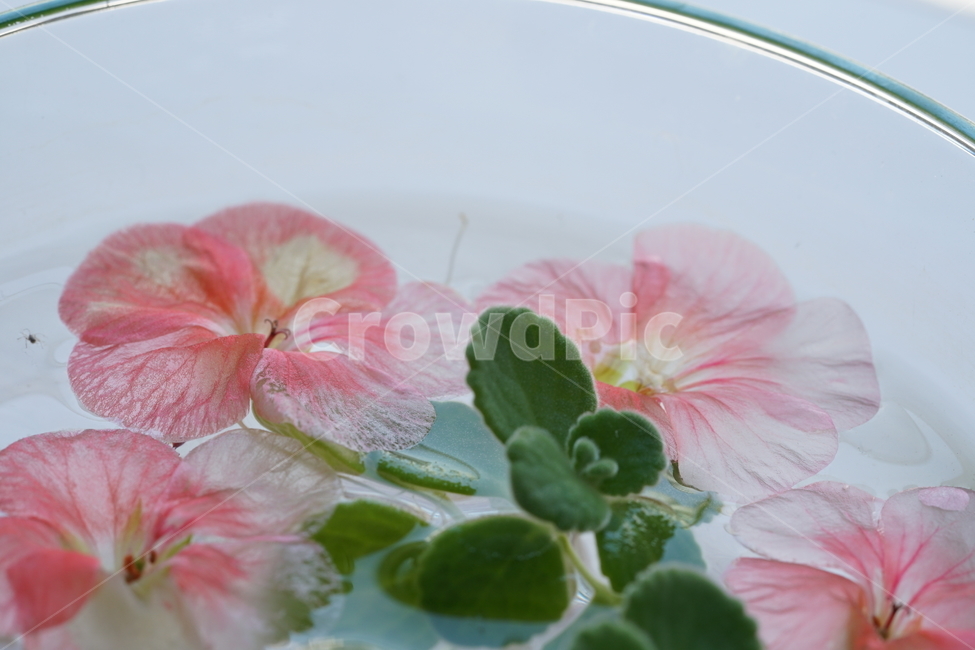 식물,분홍,핑크,플라워,생명,꽃,꽃잎,색감,감성,접사,flower,pink,컬러,식물,자연,plants,nature,꽃,flower,감성,sensible,feeling