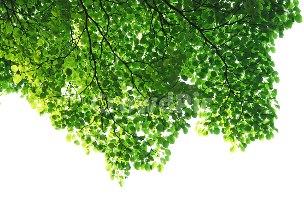 봄이미지,봄,나뭇잎,fresh,녹색,그린,잎새,새순,새싹,패턴,자연,초본,풀,줄기,식물,배경,백그라운드,바탕화면,그리너리,싱그러운,순수,무공해,청정,초록,green,출발,시작,새잎,봄소식,봄날,3월,4월,spring,background,plant,new,스타트,start,어린,natural,pattern,봄,계절,spring,season,식물,자연,plants,nature,나무,trees,wood,휴식,힐링,rest,relaxation,healing,누끼,remove background,tree,leaf,잎