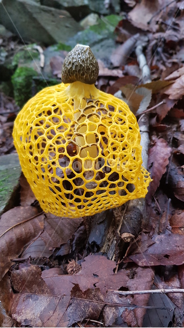 fungus,진균류,plant,식물,망태버섯