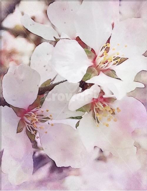 봄,벚꽃,벚꽃축제,꽃잎,꽃,꽃술,꽃놀이,나들이,봄,계절,spring,season,식물,자연,plants,nature,꽃,flower,plant