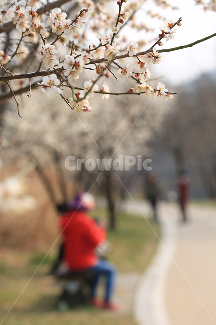 봄,꽃,벚꽃,길,산책,청계천,spring,flower,road,japaneseapicotflower,walk,봄,계절,spring,season,식물,자연,plants,nature,꽃,flower,plant