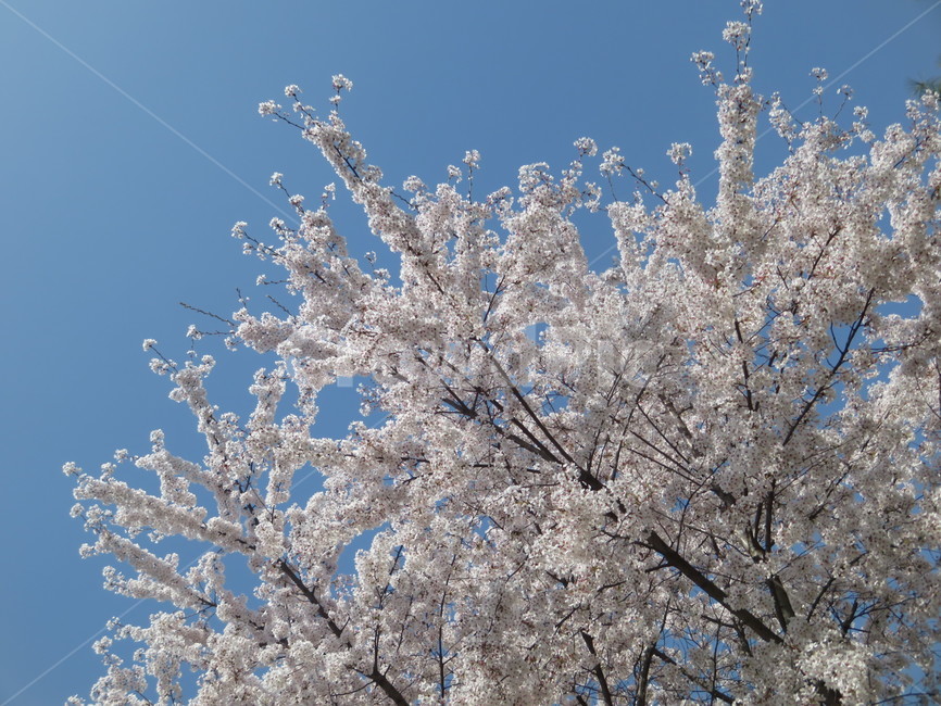 벚꽃,봄꽃,spring,cherryblossom,하얀벚꽃,계절,season,식물,자연,plants,nature,꽃,flower,감성,sensiblefeeling,plant,blossom,푸른,하늘,맑음,봄날,봄날씨