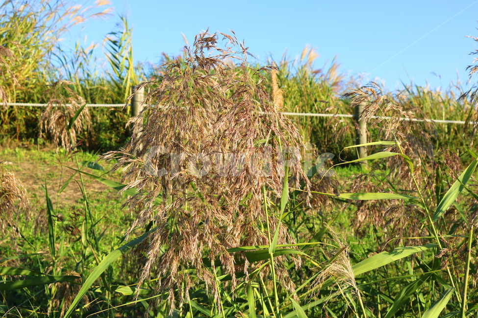 갈대,벼과,식물,자연,가을,가을,계절,fall,autumn,season,plant,vegetation,초목