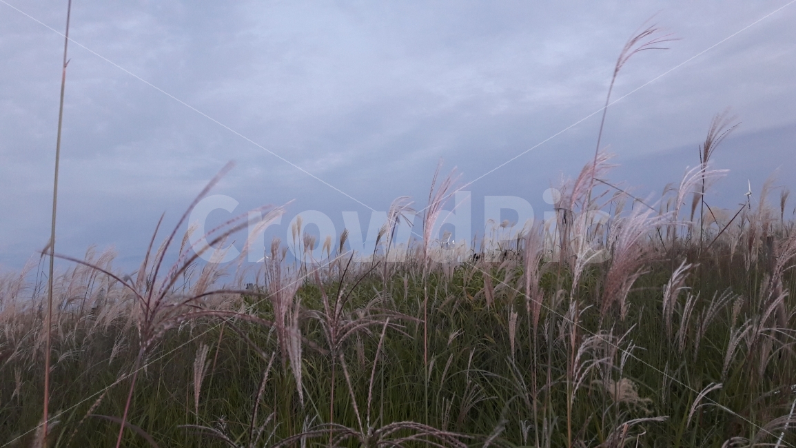 하늘공원,억새풀,축제,상암동,구름,가을,계절,fall,autumn,season,자연,풍경,nature,landscape,한국자연풍경,한국자연경관,korea nature landscape,plant,식물,grass,잔디,lawn,reed,갈대