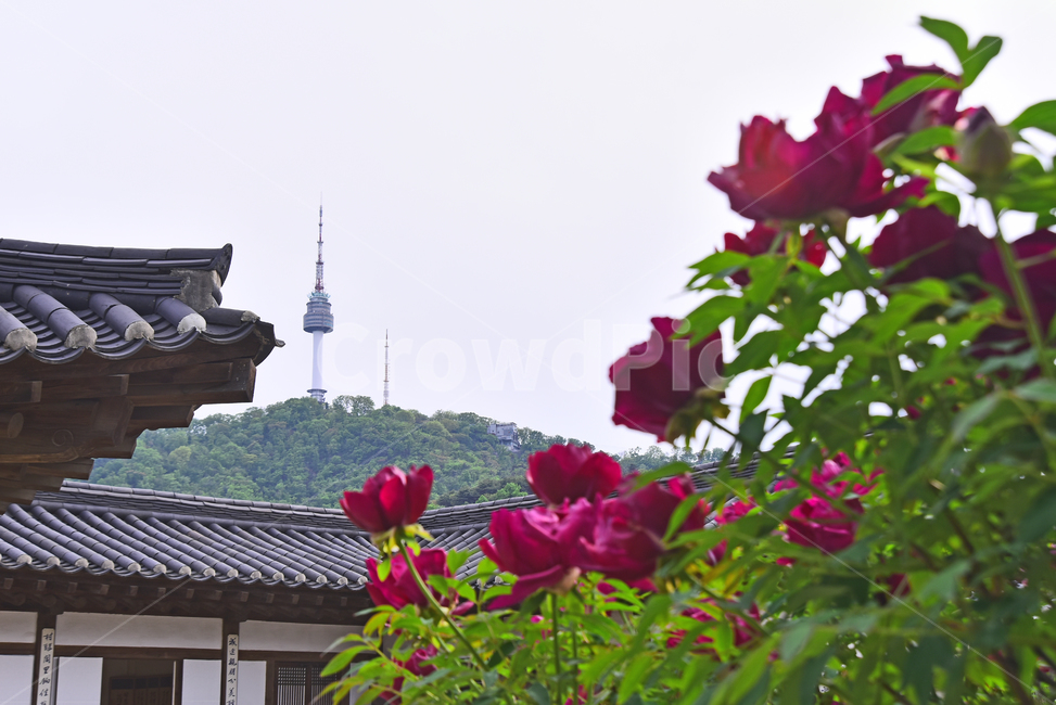 한국전통,한옥마을,민속마을,전통마을,집,하우스,남산,남산타워,모란꽃,봄꽃,5월,4월,시즌,계절,season,배경,바탕,백그라운드,기와지붕,traditionalhouse,traditionalpattern,전통패턴,한국전통,한국문화,korean traditional,korean culture