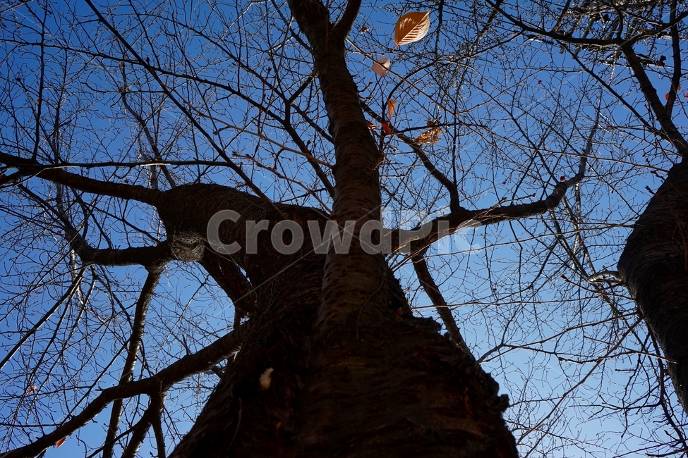 잎,가을,계절,풍경,나무,낙엽,자연,autumn,fall,landscape,trees,fallenleaves,가을,계절,fall,autumn,season,식물,자연,plants,nature,나무,trees,wood,tree,plant,tree trunk,나무 줄기
