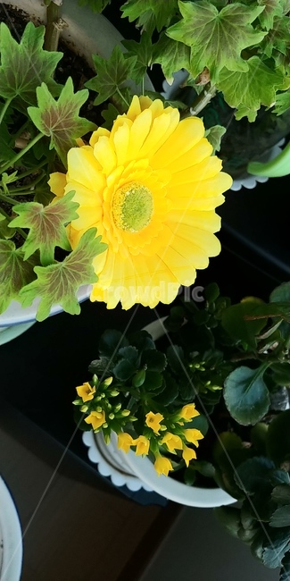 노란꽃,생화,조화,플라워,flower