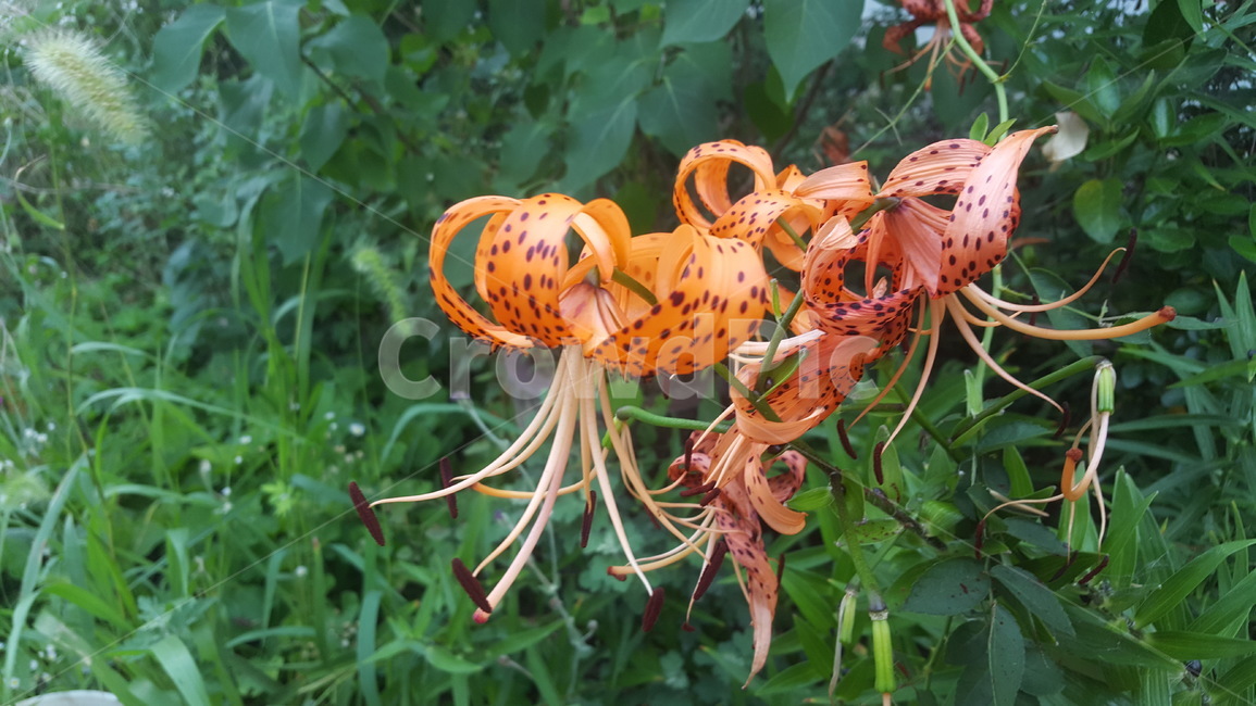 꽃,백합,국산백합,꽃밭,시골,원예,식물