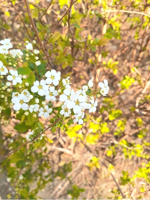 plant,봄,따뜻한,flower,식물,spring