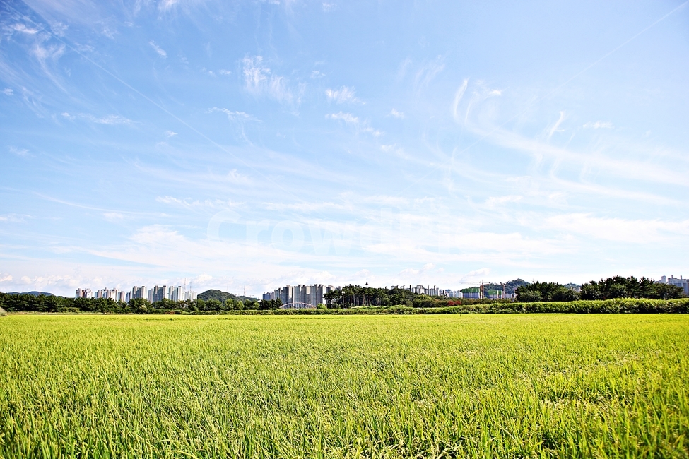 벼,곡식,쌀,논,농업,농사,들,자연,풍경,하늘,구름,자연,풍경,nature,landscape,grassland,목초지,field,outdoors,옥외