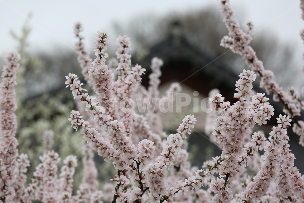 봄,꽃,flower,spring,지붕,roof,봄,계절,spring,season,식물,자연,plants,nature,꽃,flower,plant,blossom