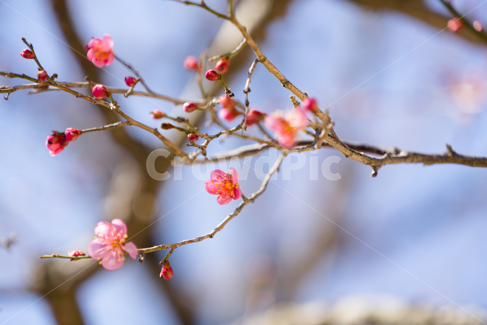 봄,꽃,봄꽃,매화,자연,감성,따스함,봄,계절,spring,season,식물,자연,plants,nature,꽃,flower,plant