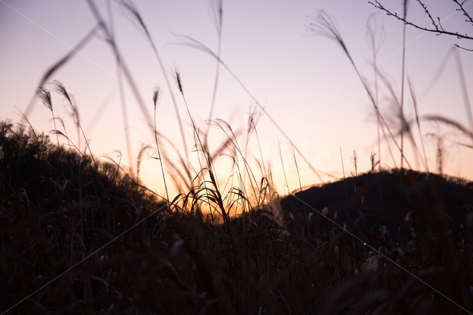 노을,억새,겨울,인천대공원,고요,자연,풍경,nature,landscape,식물,plants,plant,grass,잔디,lawn,reed,갈대