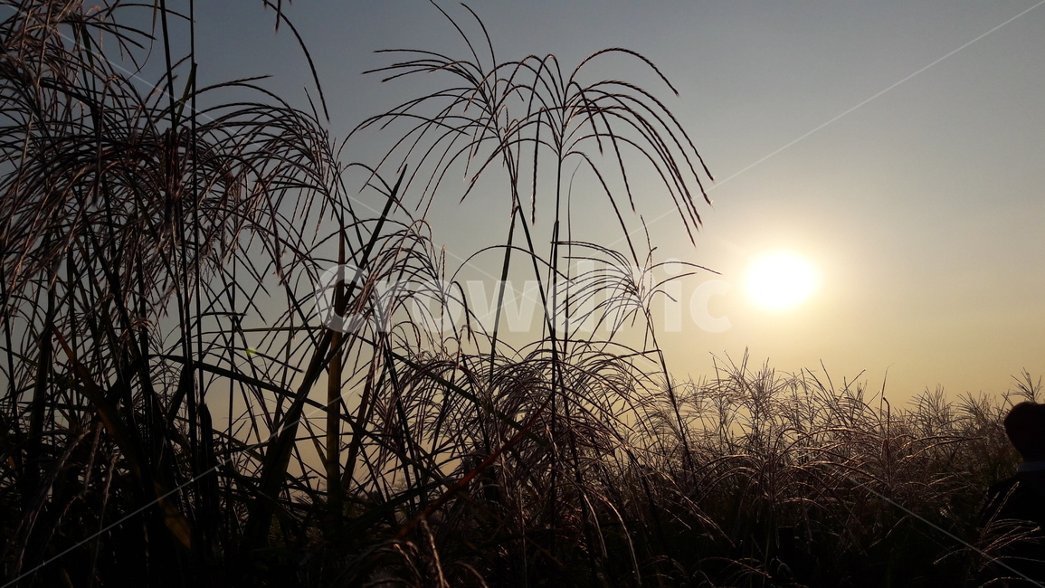 가을,갈대,하늘,붉은,저녁놀,가을,계절,fall,autumn,season,자연,풍경,nature,landscape,grass,잔디,plant,식물,lawn,reed
