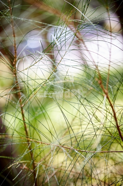 풀,나무,자연,네츄럴,숲,식물,자연,plants,nature