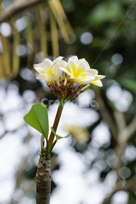 꽃,하얀꽃,yellow,자연,식물,flower,nature,green,초록,감성,예쁨,white,식물,자연,plants,nature,꽃,flower