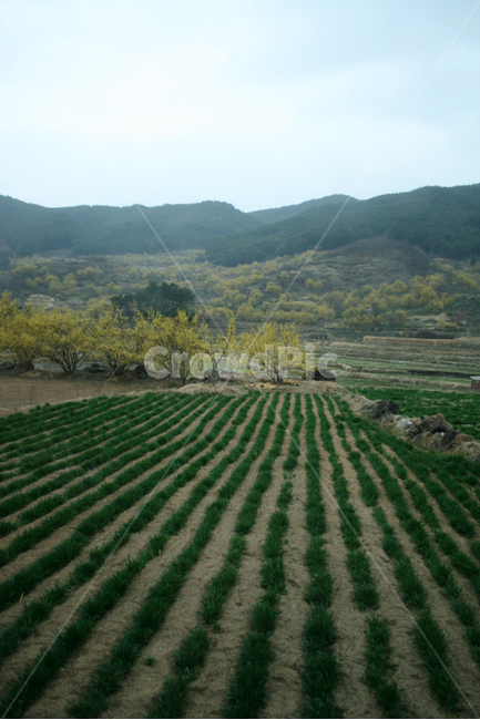 산수유마을,봄,봄날,봄비,감성,spring,flower,풍경,봄,계절,spring,season,자연,풍경,nature,landscape,한국자연풍경,한국자연경관,korea nature landscape,outdoors,옥외,field,들