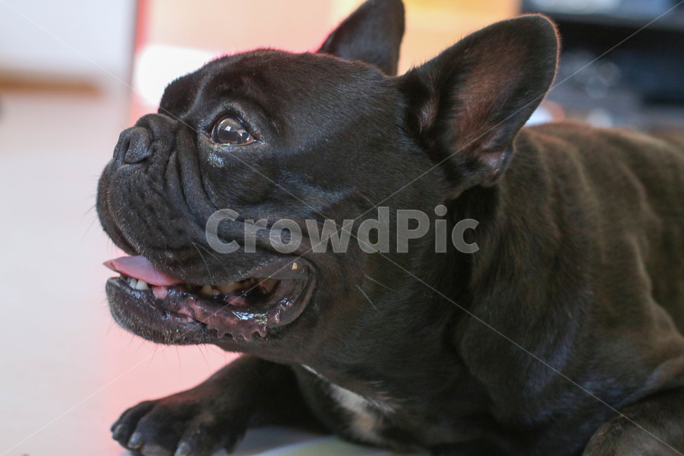 불독,프렌치불독,강아지,검정강아지,bulldog,frenchbulldog,애완견,blackdog,poppy,검은강아지,animal,동물,canine,개,pet,애완동물,mammal,dog,동물,animal,포유류,mammal,개,강아지,dog,doggy