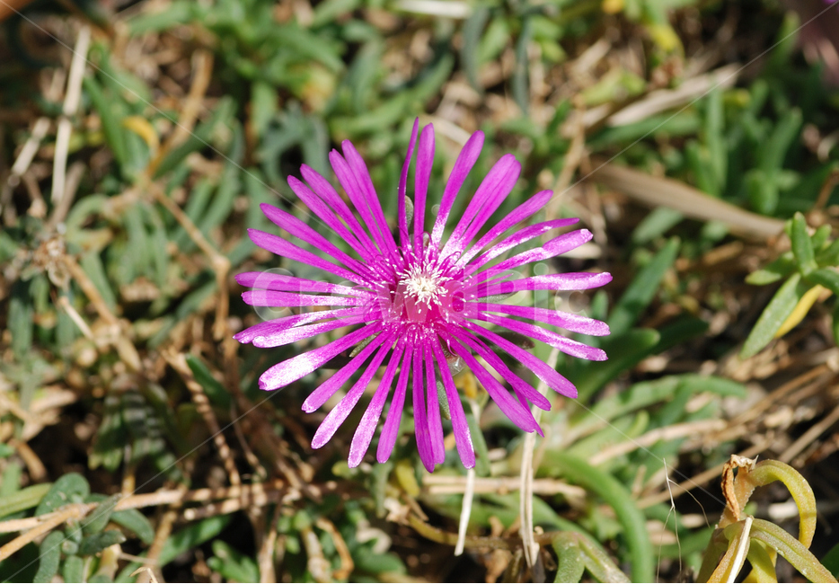 plant,식물,들꽃,한송이,바이올렛,violet