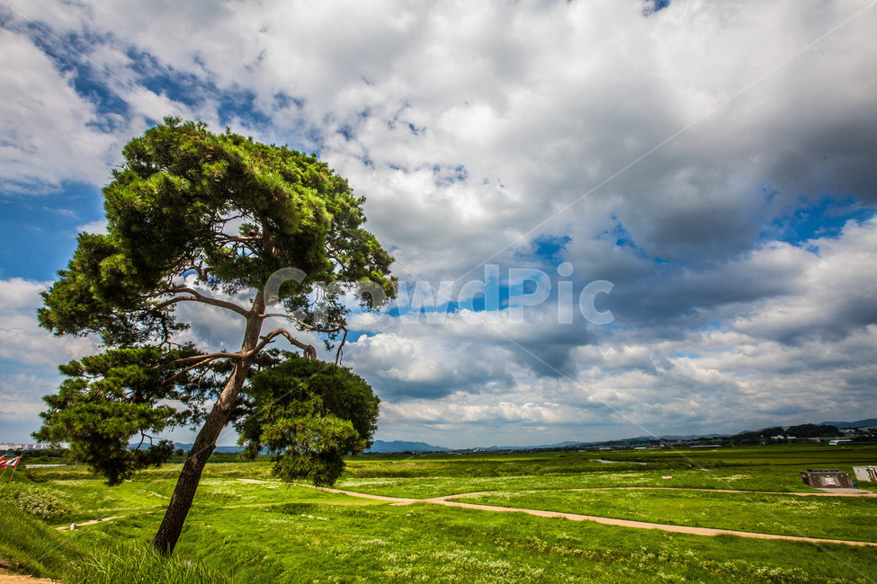 구름,cloud,하늘,sky,풍경,나무,tree,korea,자연,풍경,nature,landscape,outdoors,옥외,grassland,목초지,field,들
