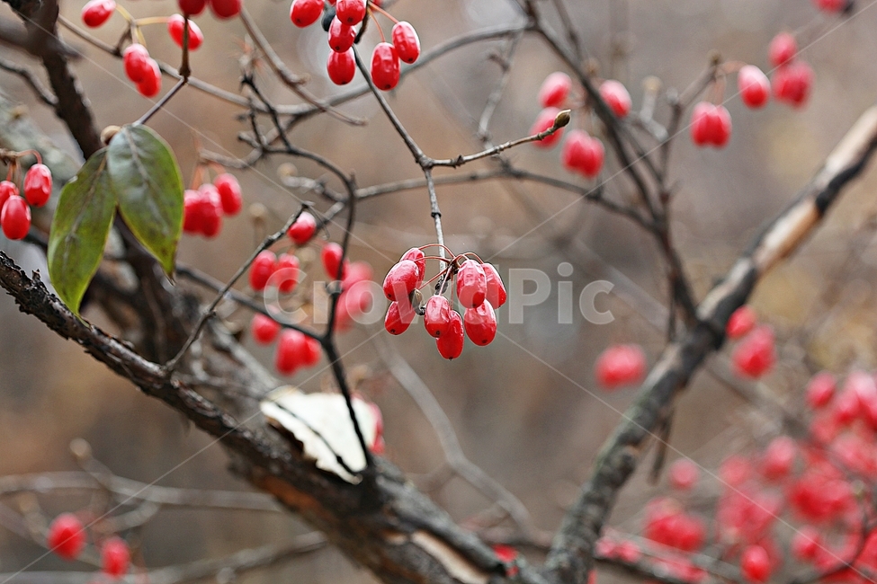 산수유,약용,식용,빨간열매,가을,추수,결실,식물,나무,자연,공원,과일,열매,fruit