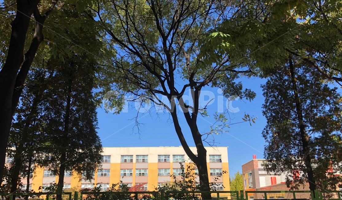 elementary school,education,school,low building,tree