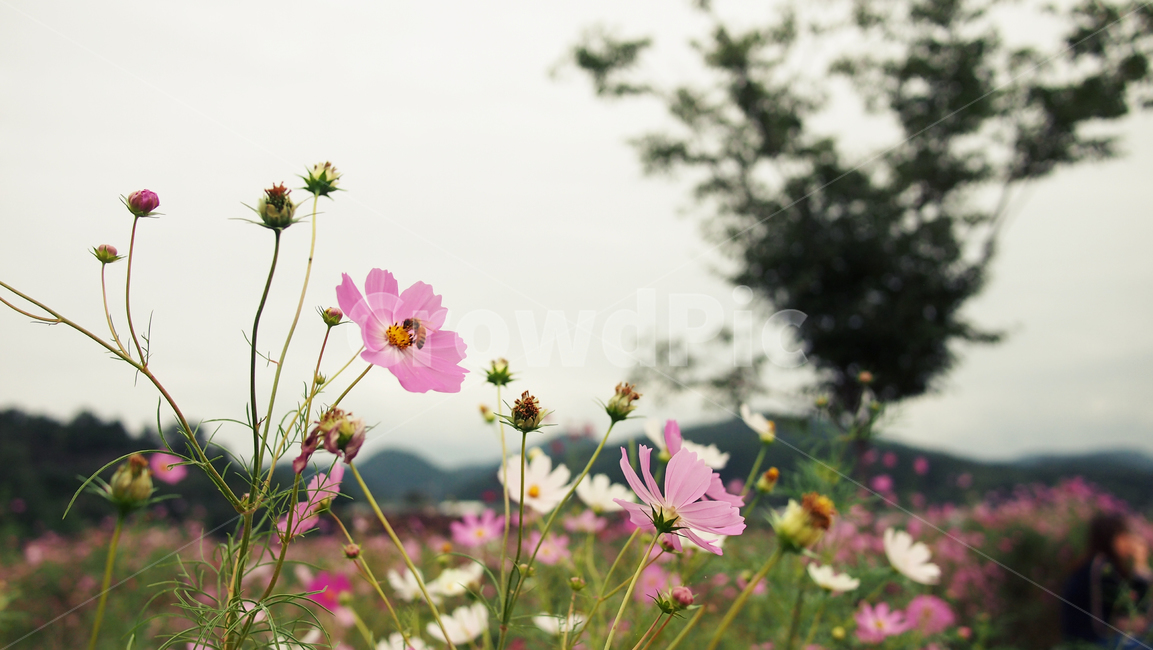 해바라기,가을꽃,cosmos,코스모스,꽃밭,꽃봉우리,가을,가을,계절,fall,autumn,season,식물,자연,plants,nature,꽃,flower,plant,geranium,제라늄,blossom,daisies,데이지,daisy
