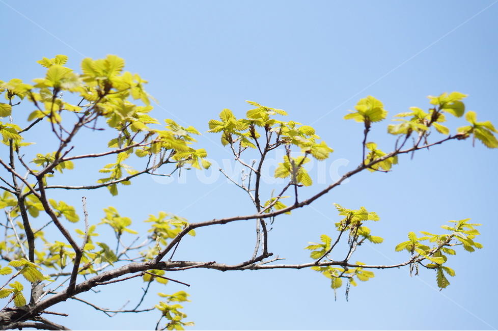 봄,나무,잎,하늘,풍경,연두,식물,자연,plants,nature