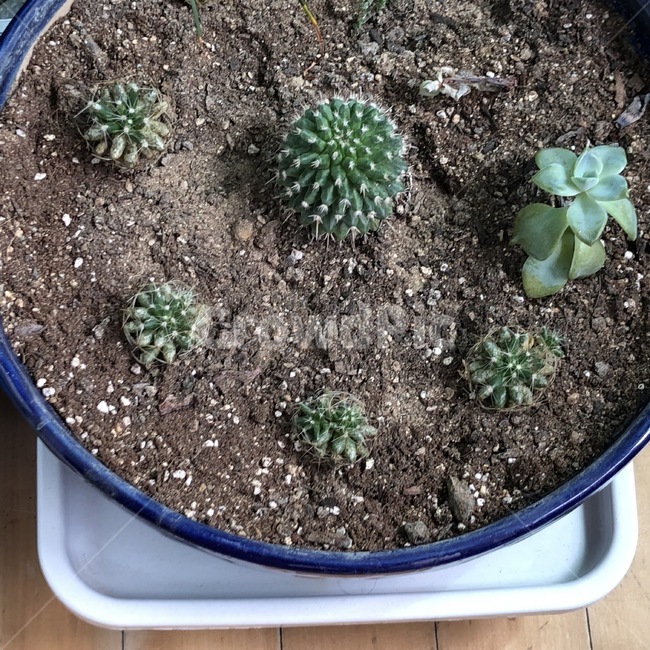 선인장,다육이,다육식물,plant,식물,화분,cactus,fleshyplant,초록식물,초록색,식물,자연,plants,nature,실내용화초,화분,화초,house plant