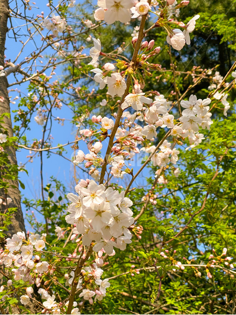 벚꽃,봄꽃,꽃,봄,blossom,flower,식물,plant,자연,nature