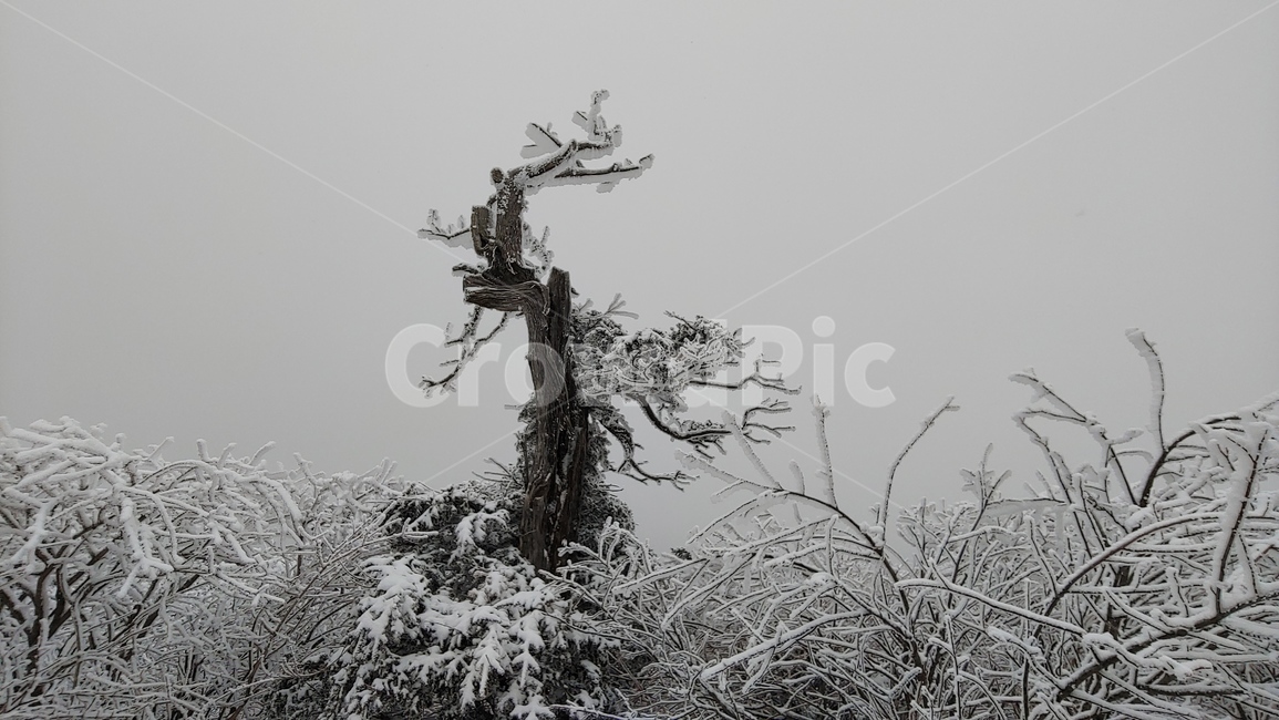 산,설경,풍경,겨울,나무,겨울,계절,winter,season,식물,자연,plants,nature,나무,trees,wood