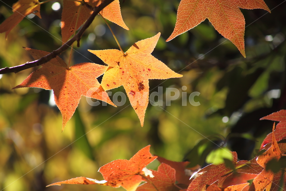 단풍,미국풍나무,가을,liquidambarstyraciflua,sweetgum,가을,계절,fall,autumn,season,plant,식물,leaf,잎,tree,나무,maple