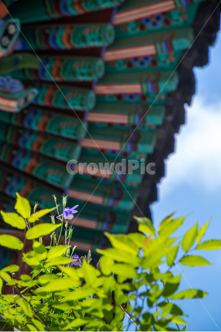 사찰,절,팔공산,대구,매발톱,야생화,꽃,flower,풍경