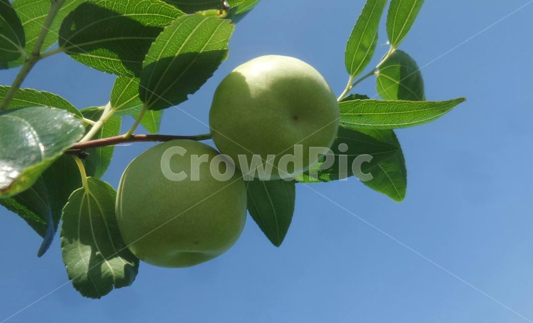 왕대추,사과대추,과일류,홍조,갈매나무과,식물,자연,plants,nature,과일,열매,fruit