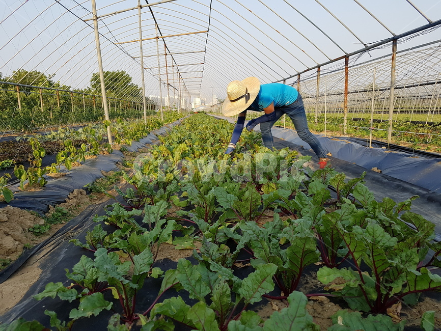 농사,농부,여성농부,수확,채소,귀농,산업,industry,industrial,농업,농사,agriculture,farming,farming industry