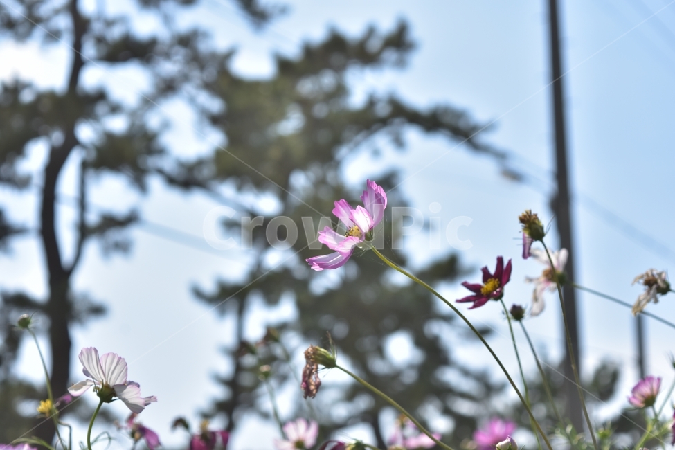 코스모스,가을,하늘,푸른,꽃,가을,계절,fall,autumn,season,식물,자연,plants,nature,꽃,flower,plant,blossom