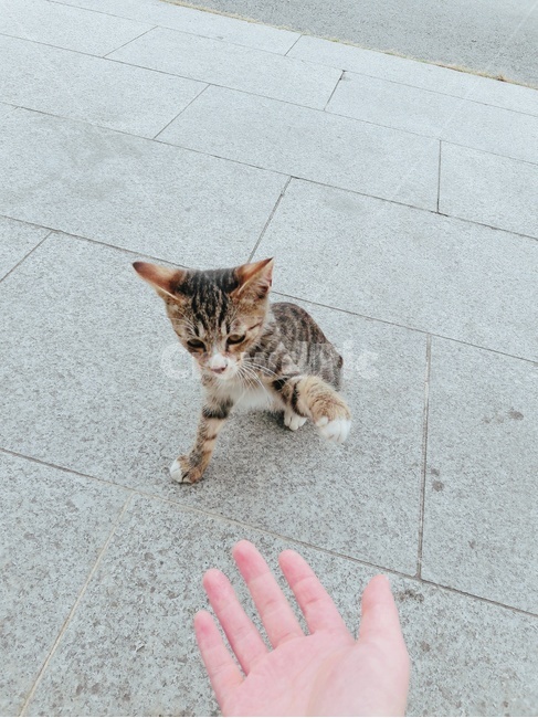 동물,고양이,cat,pet,새끼고양이,교감,동물,animal,포유류,mammal,고양이,cat,kitten,kitty