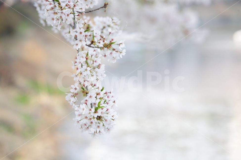 벚꽃,사랑,느낌,데이트,석촌호수,봄,꽃,식물,자연,plants,nature,봄,계절,spring,season,꽃,flower,plant
