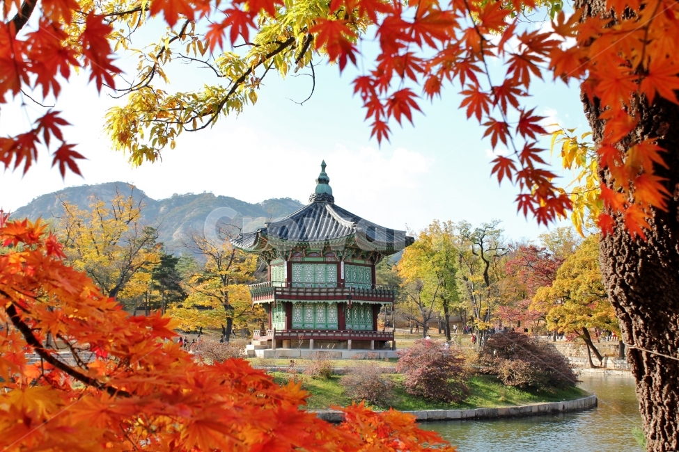 향원정,경복궁,단풍,가을,단풍잎,서울,궁궐,호수,경회루,창덕궁,창경궁,조선,한양,종로,정자,가을,계절,fall,autumn,season,한국전통,한국문화,korean traditional,korean culture,랜드마크,landmark,tourist attraction,한국랜드마크,한국관광지,한국명소,korea landmark,korea tourist attraction,leaf,잎,plant,식물,maple,tree,나무