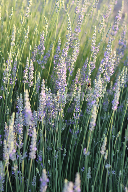 라벤더,꿀벌,보라색,감성,꽃,식물,자연,plants,nature,꽃,flower